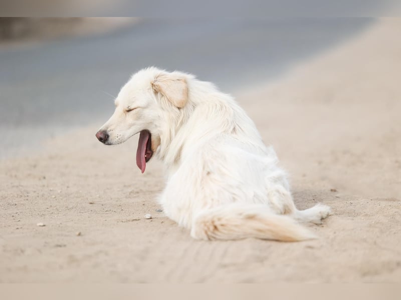 Olivia, geb. 04/2024, junge Schönheit sucht ihr Glück