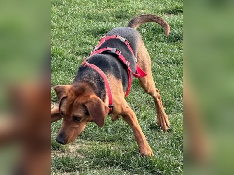 Freundlicher Snicker wartet in 50354 Hürth