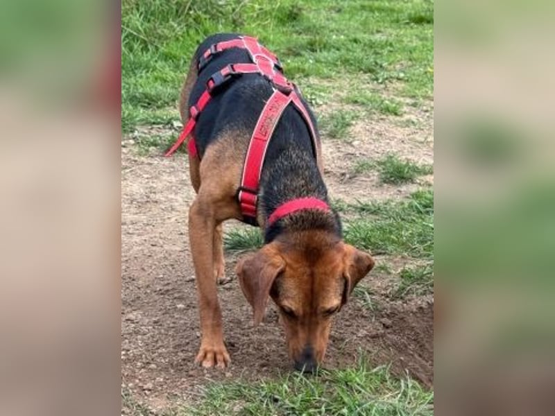 Freundlicher Snicker wartet in 50354 Hürth