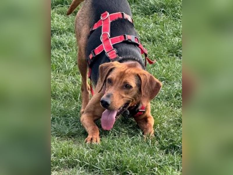 Freundlicher Snicker wartet in 50354 Hürth