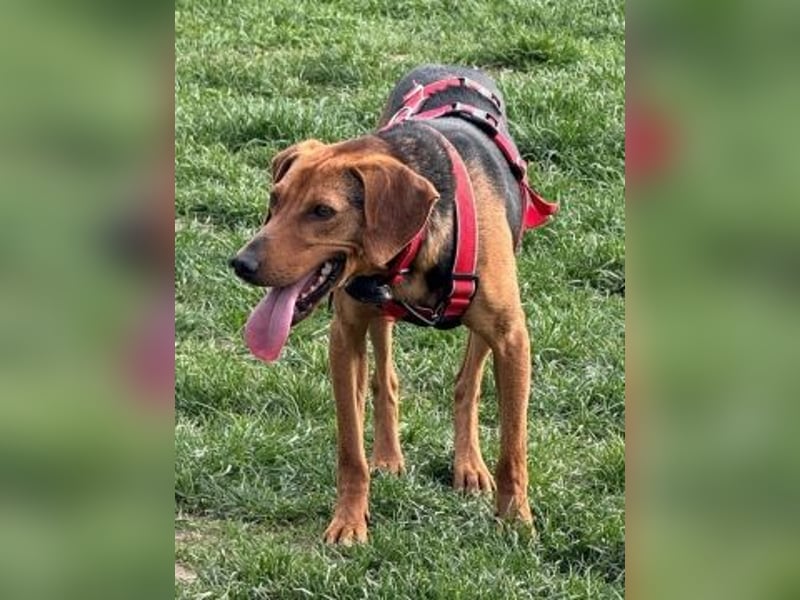 Freundlicher Snicker wartet in 50354 Hürth