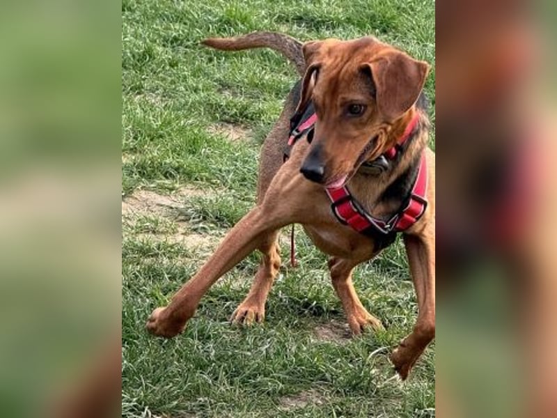 Freundlicher Snicker wartet in 50354 Hürth