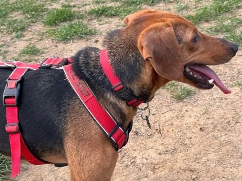 Freundlicher Snicker wartet in 50354 Hürth