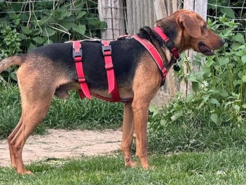 Freundlicher Snicker wartet in 50354 Hürth