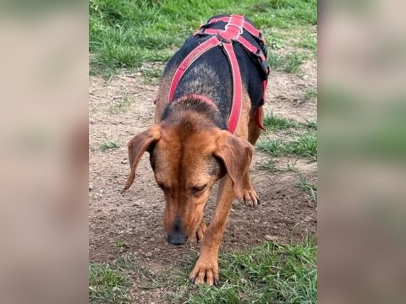 Freundlicher Snicker wartet in 50354 Hürth