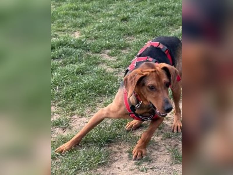 Freundlicher Snicker wartet in 50354 Hürth