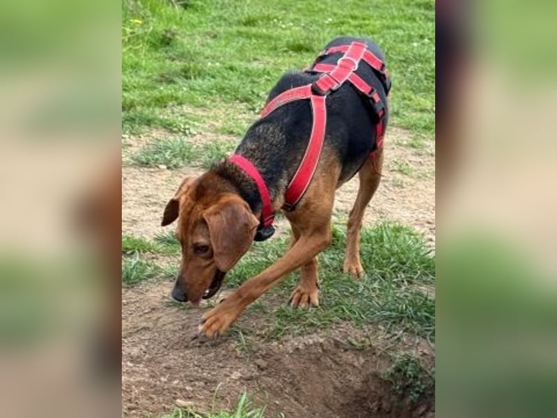 Freundlicher Snicker wartet in 50354 Hürth