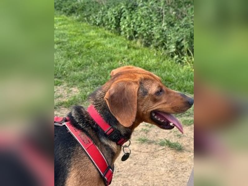 Freundlicher Snicker wartet in 50354 Hürth