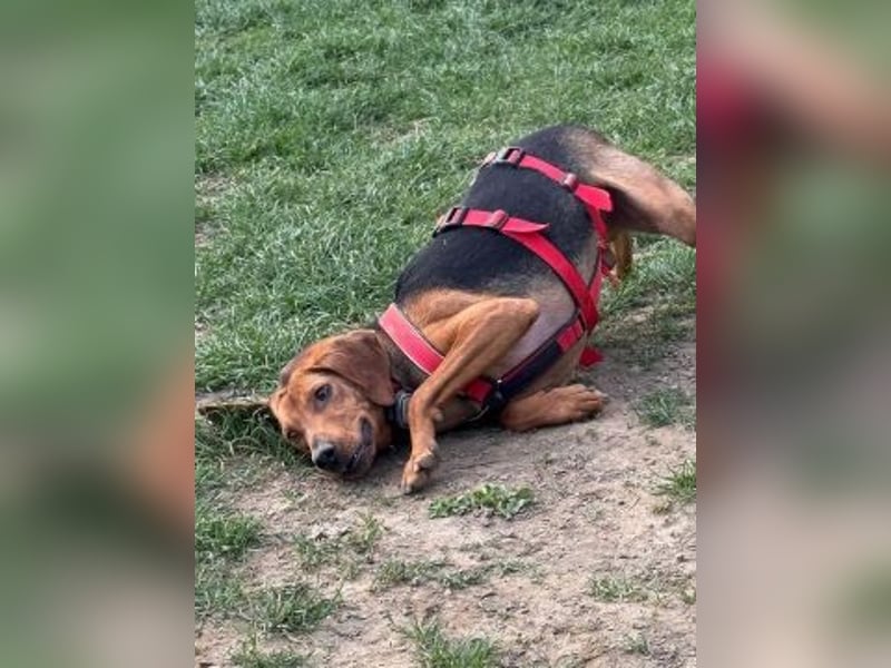 Freundlicher Snicker wartet in 50354 Hürth