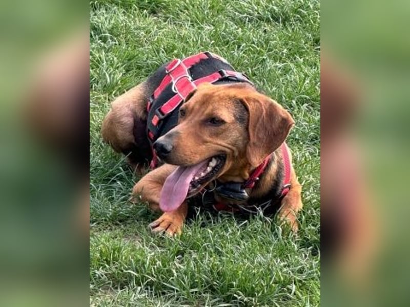 Freundlicher Snicker wartet in 50354 Hürth