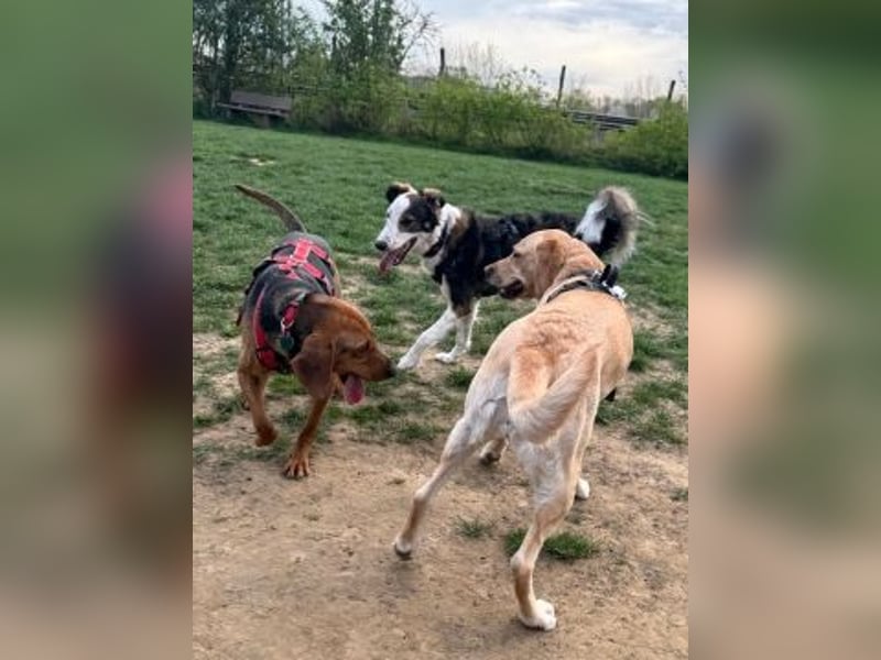 Freundlicher Snicker wartet in 50354 Hürth