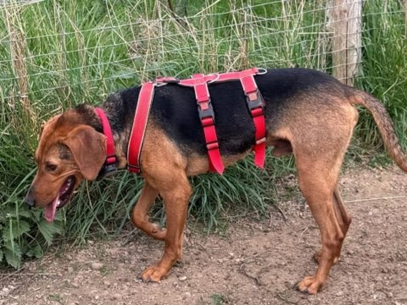 Freundlicher Snicker wartet in 50354 Hürth