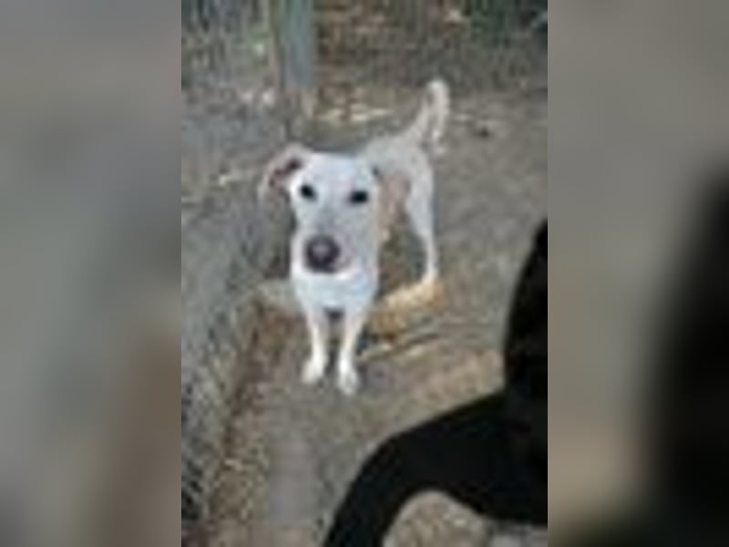 ONNI - verspielter Junghund