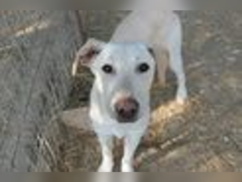 ONNI - verspielter Junghund