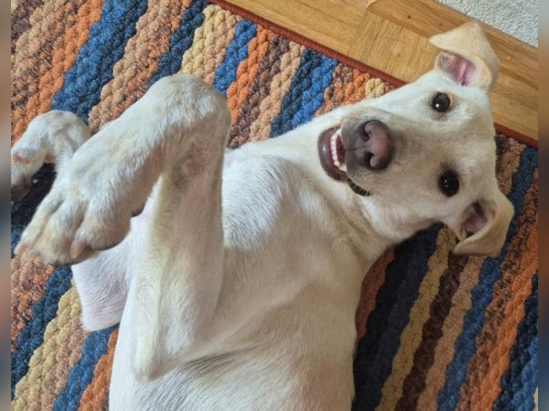 ONNI - verspielter Junghund