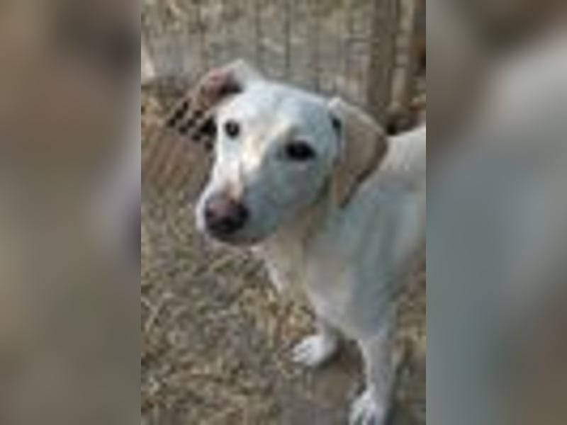 ONNI - verspielter Junghund