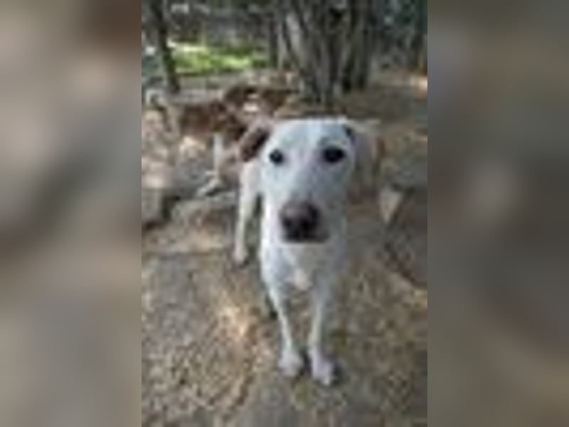 ONNI - verspielter Junghund