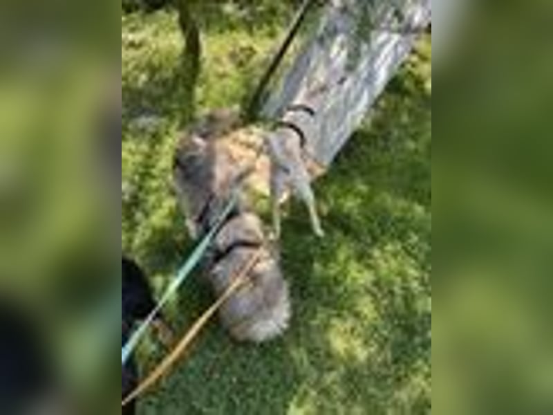 ONNI - verspielter Junghund