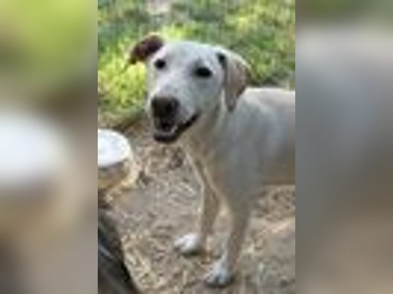 ONNI - verspielter Junghund