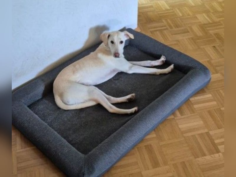 ONNI - verspielter Junghund