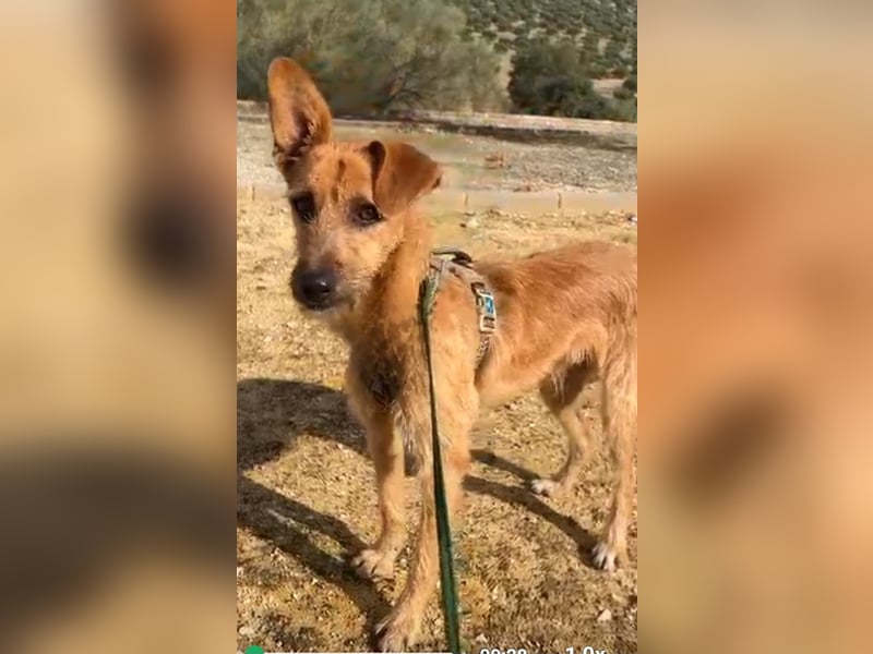 DUENDE ❤️ sanft, fröhlich und voller Liebe, Pflegefamilie Immenhausen