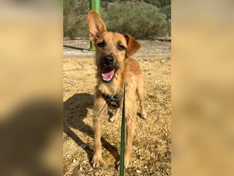 DUENDE ❤️ sanft, fröhlich und voller Liebe, Pflegefamilie Immenhausen