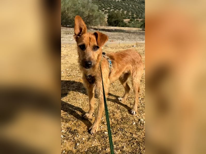 DUENDE ❤️ sanft, fröhlich und voller Liebe, Pflegefamilie Immenhausen