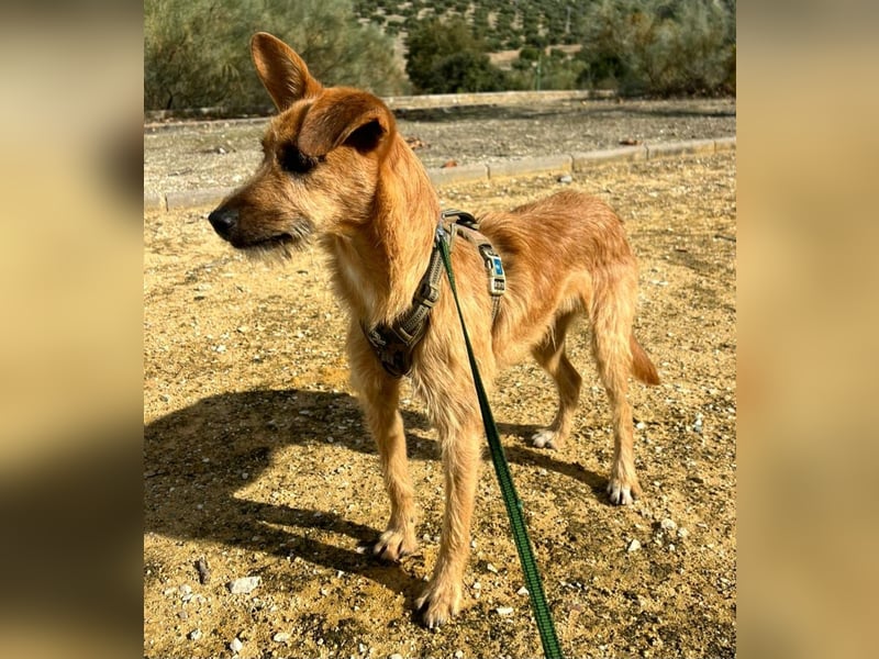 DUENDE ❤️ sanft, fröhlich und voller Liebe, Pflegefamilie Immenhausen