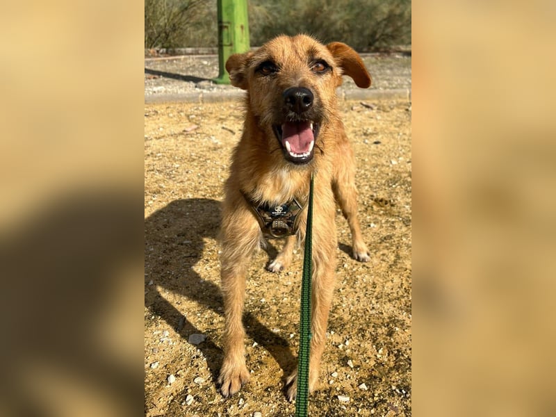 DUENDE ❤️ sanft, fröhlich und voller Liebe, Pflegefamilie Immenhausen