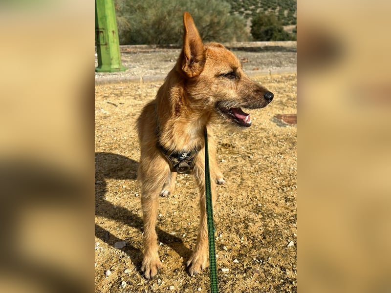 DUENDE ❤️ sanft, fröhlich und voller Liebe, Pflegefamilie Immenhausen