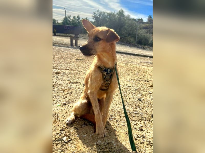 DUENDE ❤️ sanft, fröhlich und voller Liebe, Pflegefamilie Immenhausen