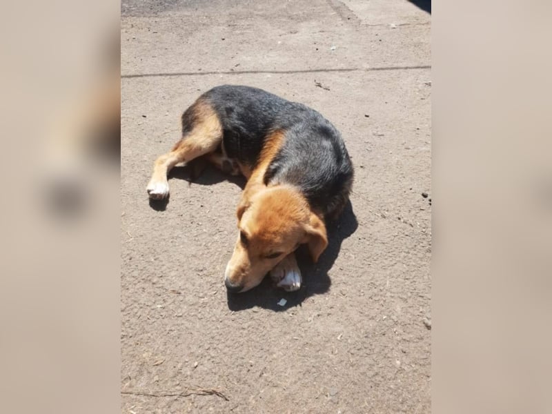 ●FRIEDA● [ 8 Monate, 40 cm ]