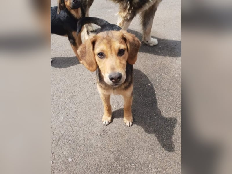 ●FRIEDA● [ 8 Monate, 40 cm ]