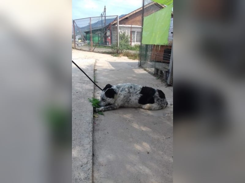 ●ANOUK● [1-2 Jahre, 50 cm]