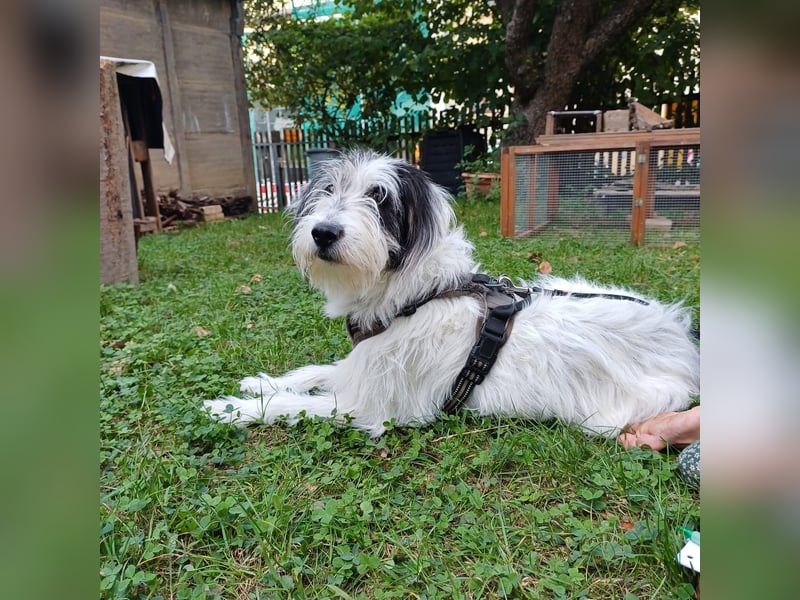 Terrier-Mischlingshündin