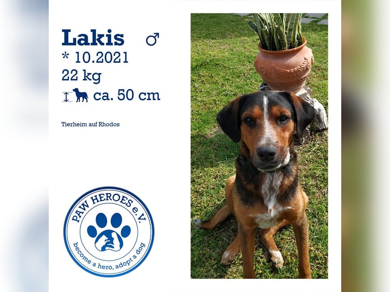 Familienhund LAKIS (4 Jahre) sucht ein Zuhause!