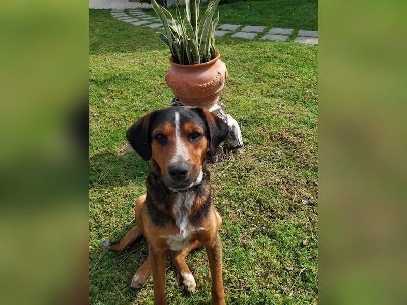 Familienhund LAKIS (4 Jahre) sucht ein Zuhause!