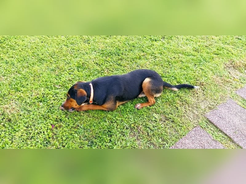 Familienhund LAKIS (4 Jahre) sucht ein Zuhause!