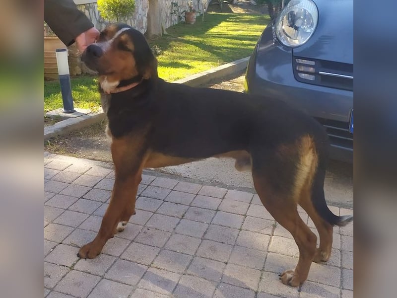 Familienhund LAKIS (4 Jahre) sucht ein Zuhause!