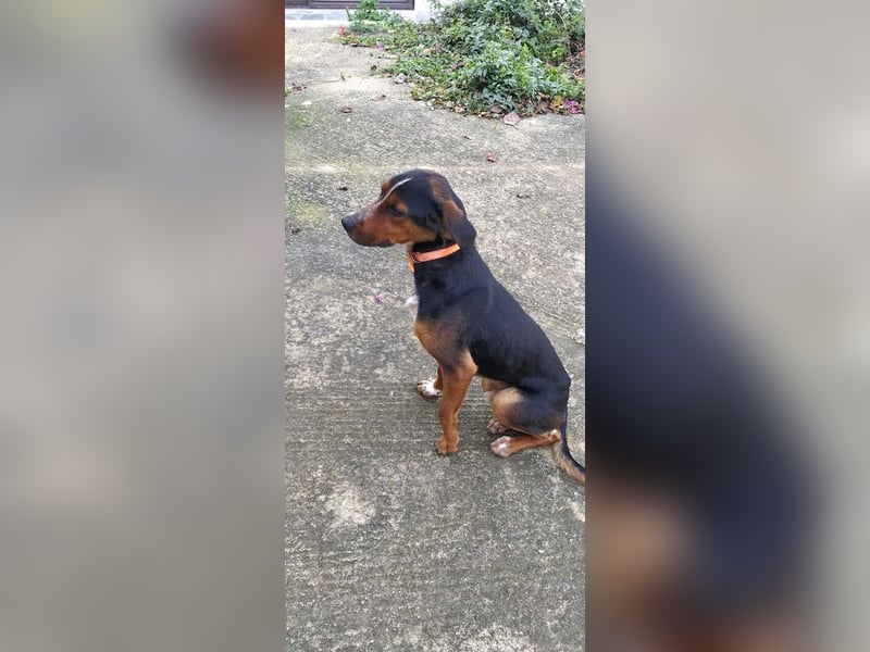 Familienhund LAKIS (4 Jahre) sucht ein Zuhause!