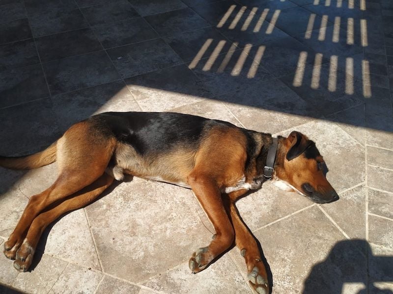 Familienhund LAKIS (4 Jahre) sucht ein Zuhause!