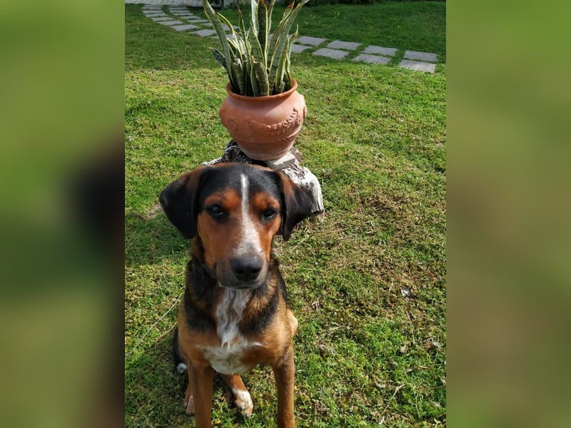 Familienhund LAKIS (4 Jahre) sucht ein Zuhause!