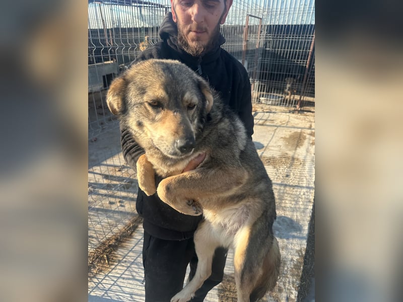 OSCAR - geb. 2019 - ca. 50 cm