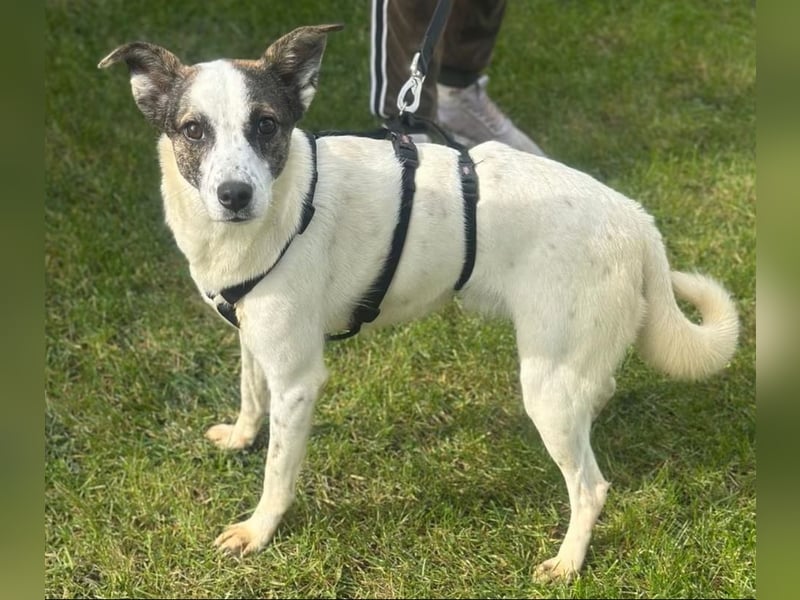 Phila - Hündin - geb. 10/2024