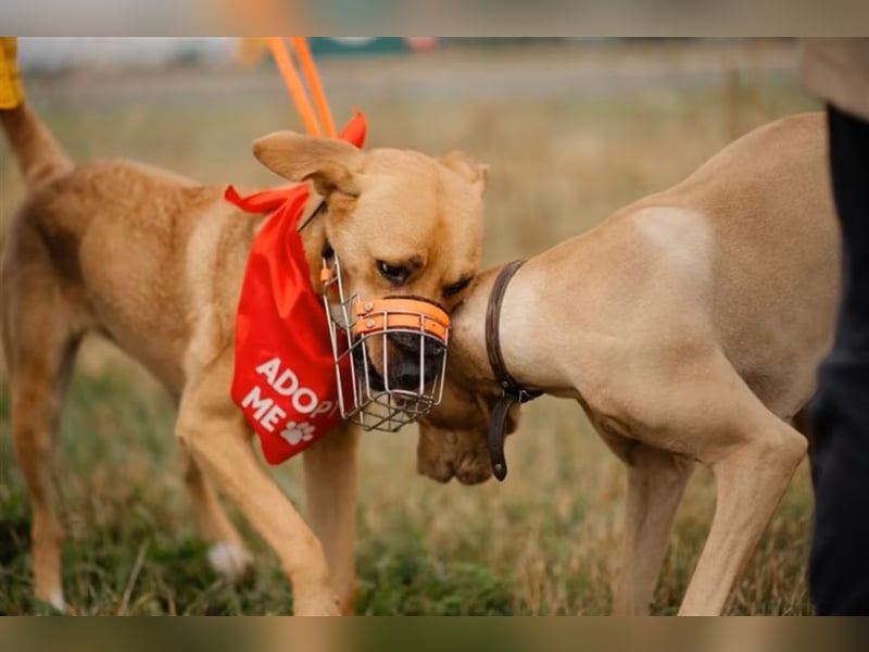 Sansa - Hündin - geb. 12/2022 - wartet in 12205 Berlin