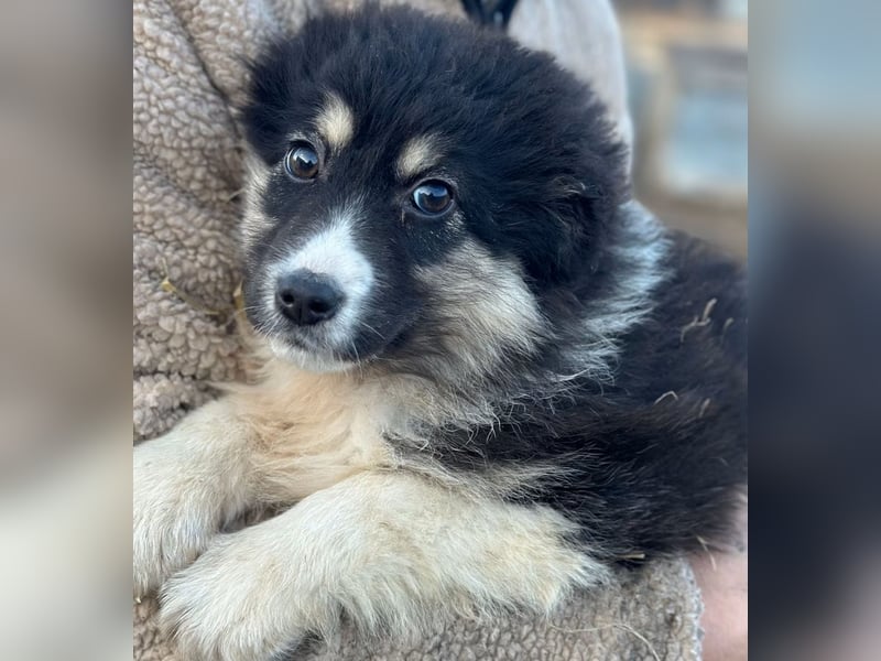 DISCHKA - geb. ca. 9/2025 - Hündin