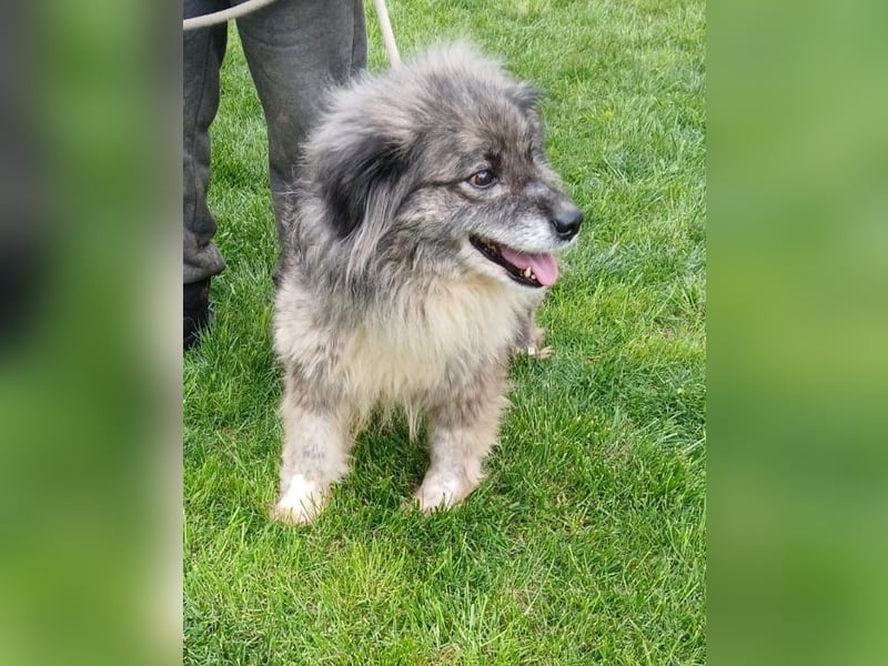 Maleika - Hündin - geb. 06/2018 - 43 cm