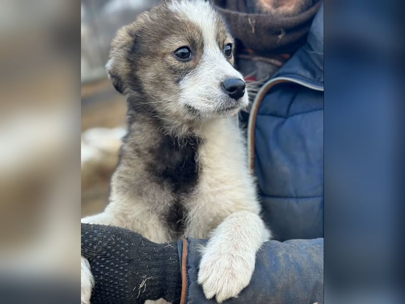 Amra - Hündin - geb. 09/25