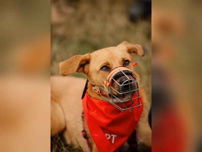 Sansa - Hündin - geb. 12/2022 - wartet in 12205 Berlin