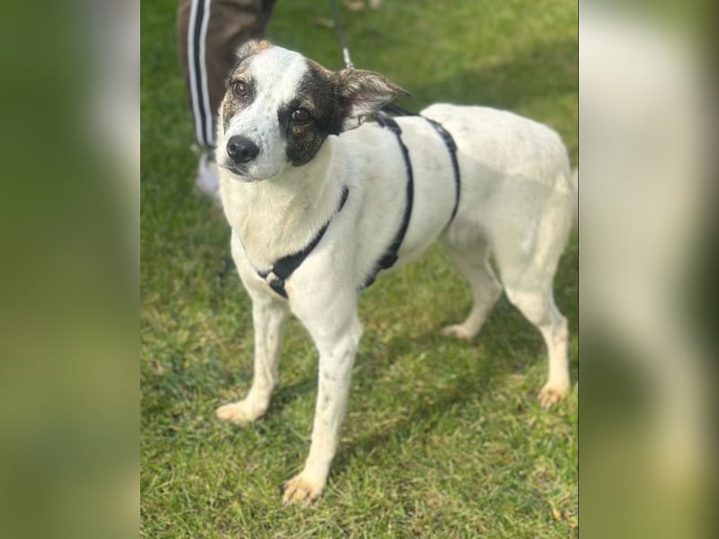 Phila - Hündin - geb. 10/2024